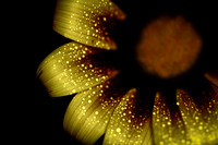Painted Daisy - 04