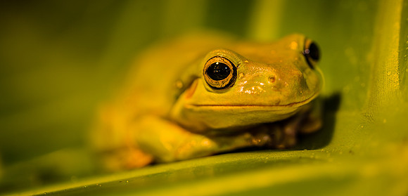 White's Tree Frog