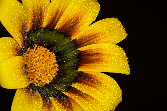 Painted Daisy