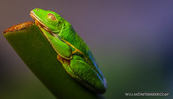 Red-eye Tree Frog