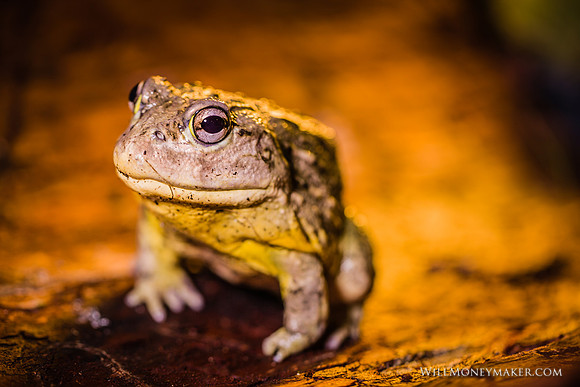 African Bullfrog