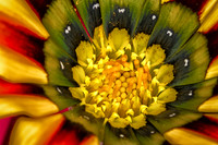 Painted Daisy - 03