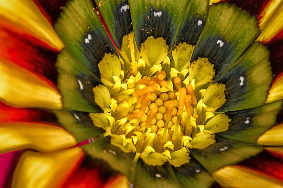 Painted Daisy - 03
