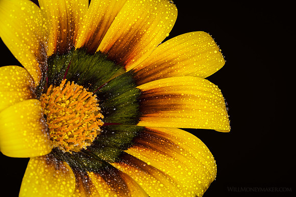 Painted Daisy - 01