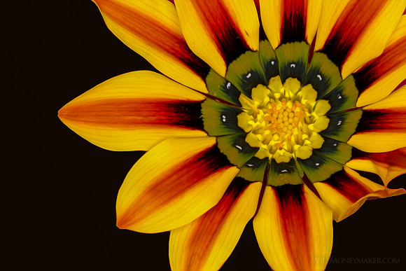 Painted Daisy - 02